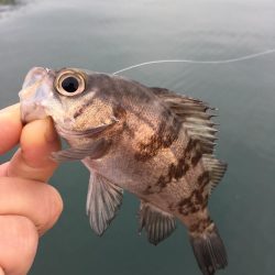 マイクロデイゲーム