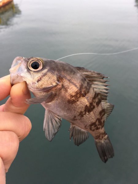 マイクロデイゲーム