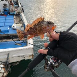 タックルボックス探してます