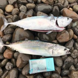 久しぶりの青物