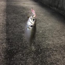 アジングで
