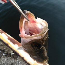 シーバスマルチも手乗りサイズ