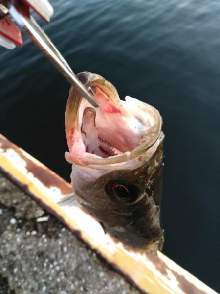 シーバスマルチも手乗りサイズ