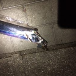 4時頃に活性高い