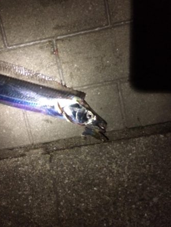 4時頃に活性高い