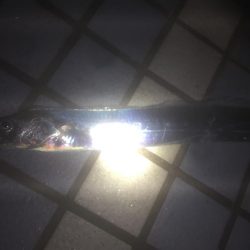 タチウオまだなんとか！