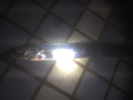 タチウオまだなんとか！