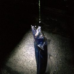 港奥ボチボチ朝の時合いは特になし