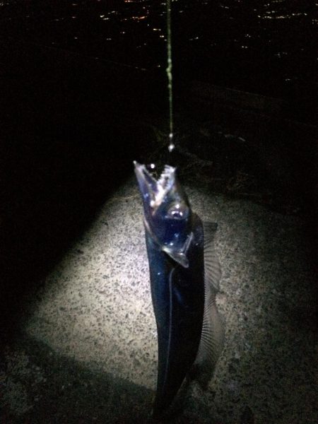 港奥ボチボチ朝の時合いは特になし