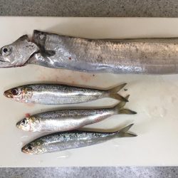 風が強いです。