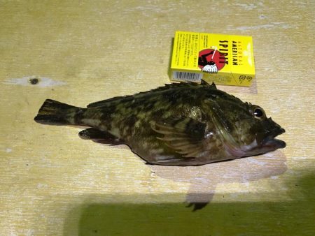 ロックフィッシュでガシラ