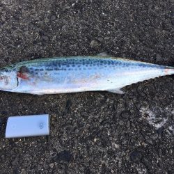 ジギング釣行〜朝まずめ〜