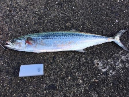 ジギング釣行〜朝まずめ〜