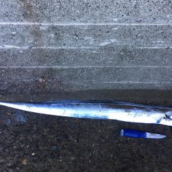 タチウオまだいけそう