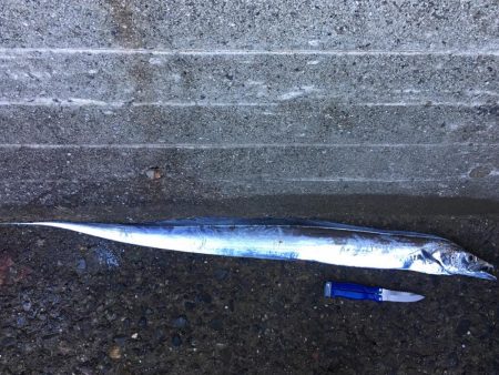 タチウオまだいけそう