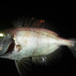 アジングムツングそして