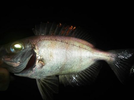 アジングムツングそして