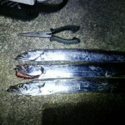 暴風の中、ジグでタチウオ