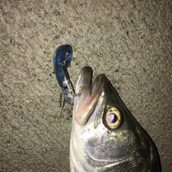 ベイトがいっぱい