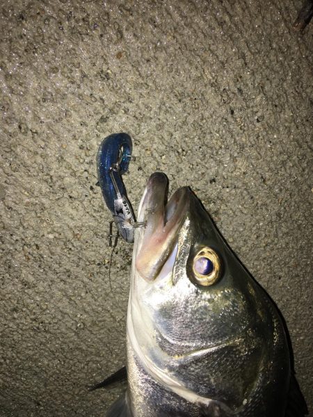 ベイトがいっぱい