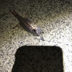 アジとなんか分からん魚