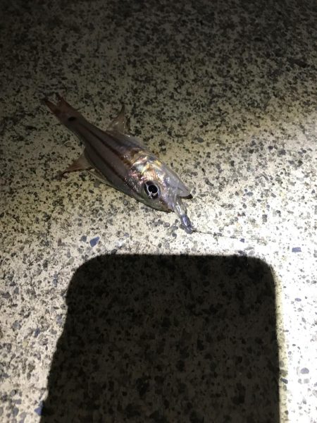 アジとなんか分からん魚