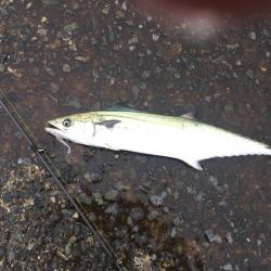 雨の中どうにかサゴシ。