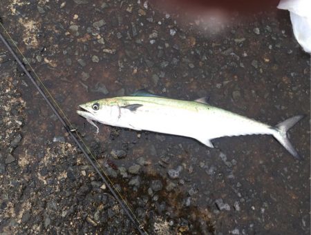 雨の中どうにかサゴシ。