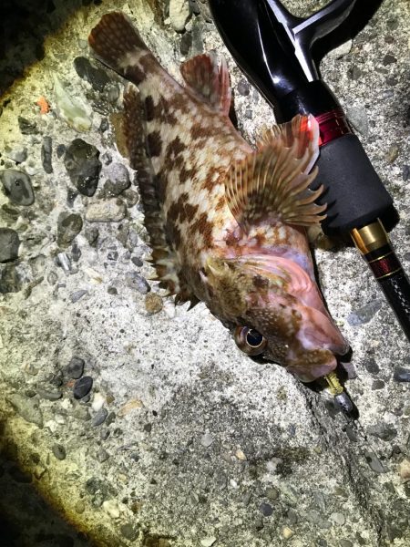 ガシラのマンション