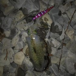 大里松原海岸 アオリイカ1kg+3杯で入魂！