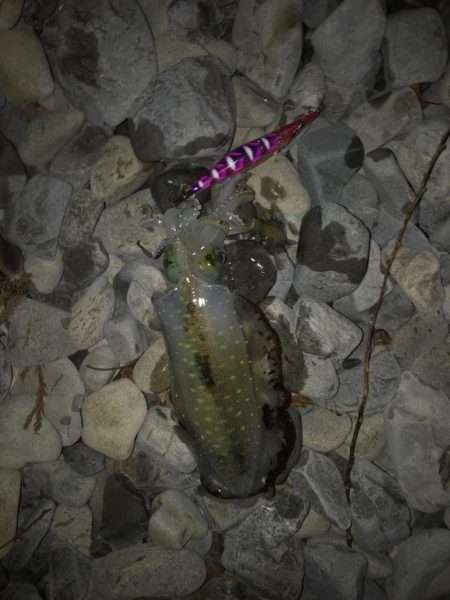 大里松原海岸 アオリイカ1kg+3杯で入魂！