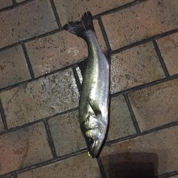 夕マヅメで40cmセイゴ