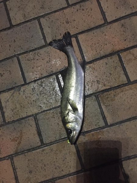 夕マヅメで40cmセイゴ