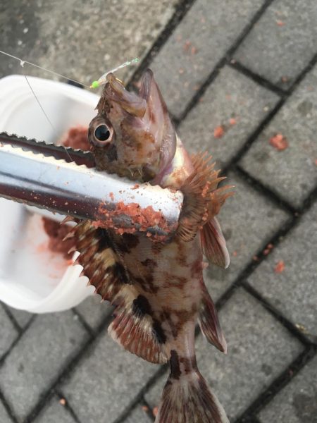 大阪奥湾ワインド シーサイドコスモ