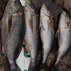 鵜来島 磯フカセ！