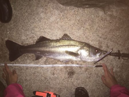 サヨリパターン のシーバス