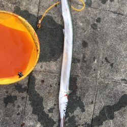 夕まずめ釣行in北公園