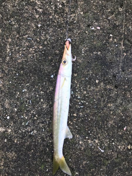 メバルは無し！