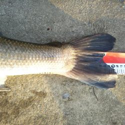 阿南市の那賀川河口でシーバス