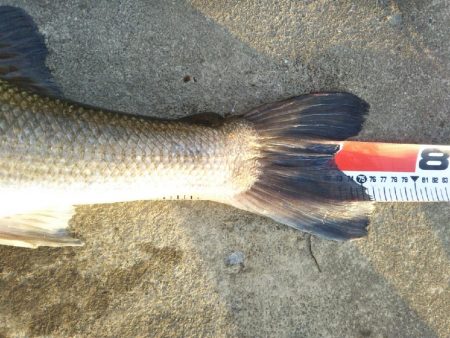 阿南市の那賀川河口でシーバス