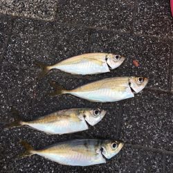 大阪奥湾サビキ アジ快釣