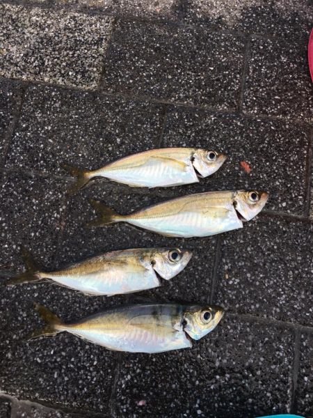 大阪奥湾サビキ アジ快釣