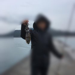 最後のイカ釣り旅行