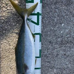 御五神島 フカセ&ルアー