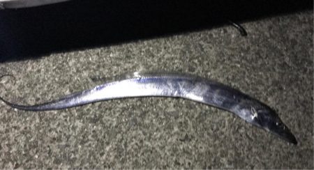 タチウオ渋いです。