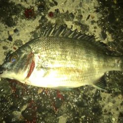 仕事帰りにサビキ