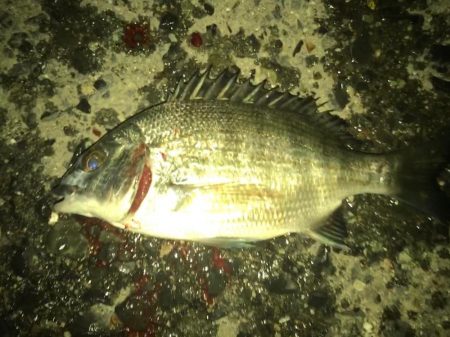 仕事帰りにサビキ