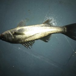 長良川ボートシーバス