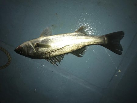 長良川ボートシーバス