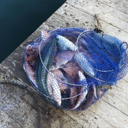 はまの浦釣り堀